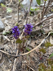 Veronica paysonii