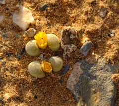 Lithops herrei