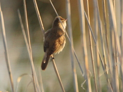 Acrocephalus stentoreus