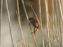 Acrocephalus stentoreus