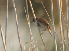 Acrocephalus stentoreus