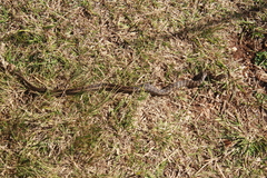 Erythrolamprus almadensis