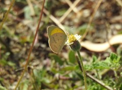 Eurema herla