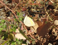 Eurema herla