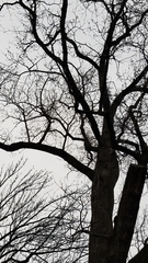 Liquidambar styraciflua