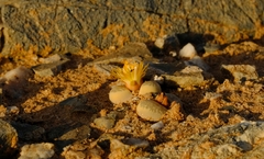 Lithops herrei