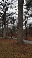 Liquidambar styraciflua