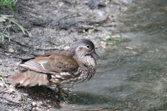 Aix galericulata
