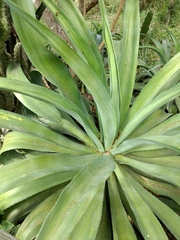 Agave