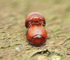 Derispia gibbosa