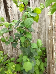 Malvaviscus arboreus