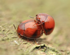 Derispia gibbosa