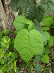 Malvaviscus arboreus