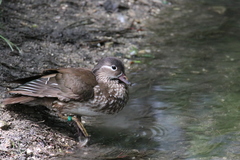 Aix galericulata