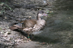Aix galericulata