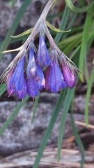 Moltkia suffruticosa bigazziana