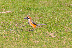 Lanius bucephalus bucephalus