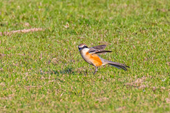 Lanius bucephalus bucephalus