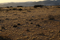 Stipagrostis subacaulis