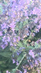 Bombus