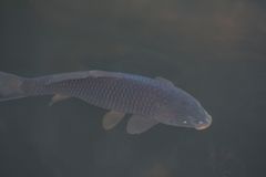 Cyprinus carpio