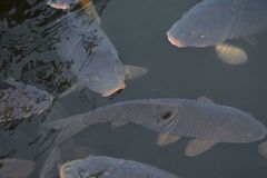 Cyprinus carpio