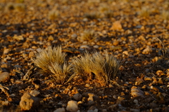 Stipagrostis subacaulis