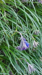 Moltkia suffruticosa bigazziana