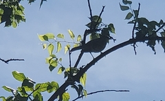 Aves