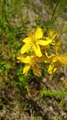 Hypericum perforatum