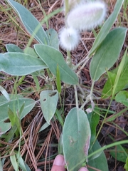 Lupinus villosus
