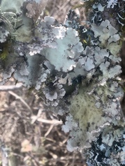 Lobaria scrobiculata image