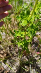 Hypericum perforatum