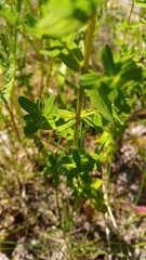 Hypericum perforatum
