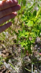 Hypericum perforatum