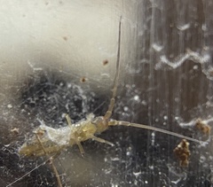 Pogonognathellus dubius