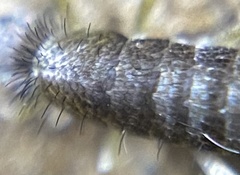 Pogonognathellus dubius