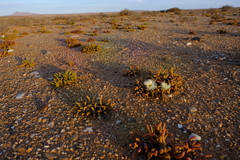 Mesembryanthemum hypertrophicum