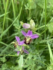 Ophrys apifera