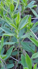Satureja montana