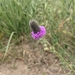 photo of Purple Prairie Clover (Dalea purpurea)