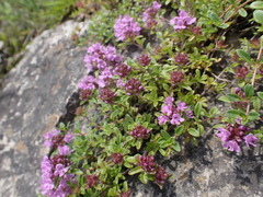 Thymus sibiricus