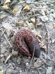 Limax dacampi