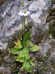 Pinguicula hirtiflora