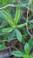 Satureja montana