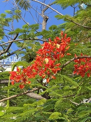 Delonix regia
