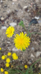 Hypochaeris radicata