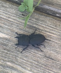 Dorcus parallelipipedus