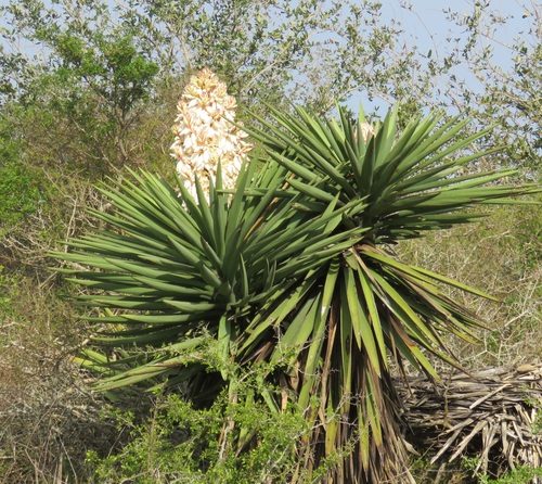 yucca-様ご確認ページ Yuccas (Genus Yucca) · iNaturalist