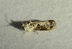 Acleris nivisellana